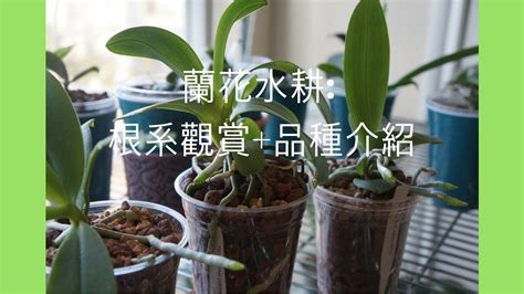 蘭花種植材料|蘭花種植材料使用指南：水苔、樹皮等，使用步驟全攻。